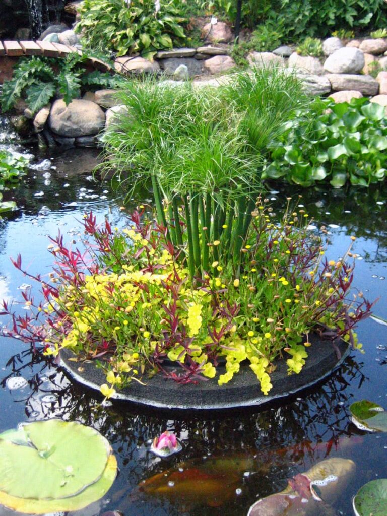 Discover the Best Pond Plants to Buy Online