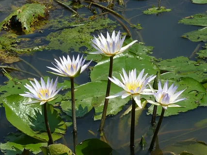 How to Grow Water Lilies: A Beginner’s Guide to Healthy Blooms